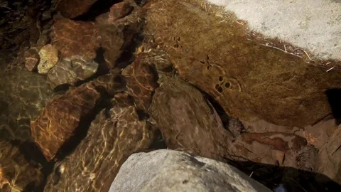 Water Striders Video stock 80038410