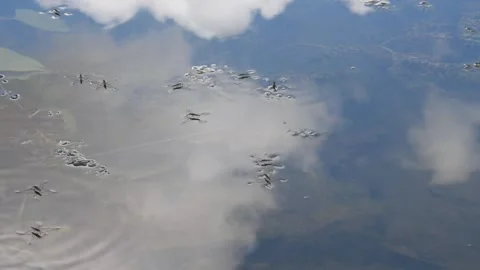 Water striders Stock Footage 137466660