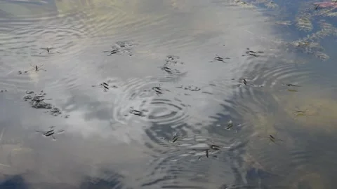 Water striders Stock Footage 137875308