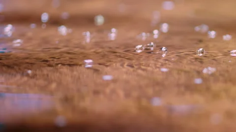 Water striders, gerridae Vidéo 46231246