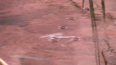 Water Striders glide across a pool of water in Zion National Park 스톡 동영상 55735744