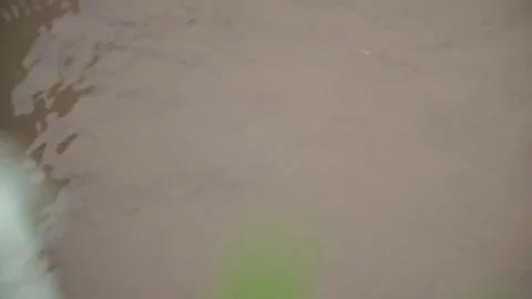 Water striders glide across the surface of the brown river, Stock Footage 322157753