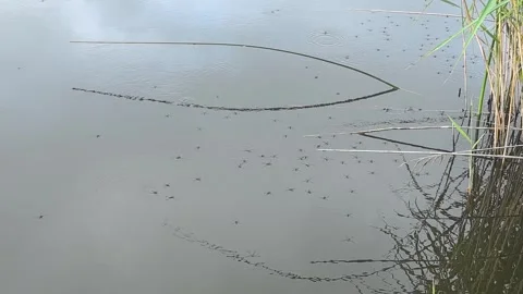 Water striders glide effortlessly across a tranquil pond surface in the early mo Stock Footage 313755809