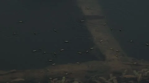 Water Striders Glide Over the River Surface, Close up Shot. Video stock 330915123