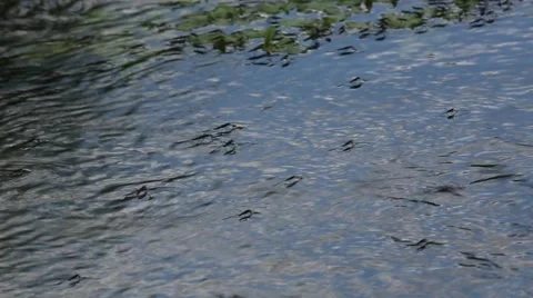 Water striders glide over the surface of the water against the current Stock Footage 66038592