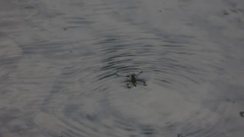 Water striders glide over the surface of the water. Vídeos de archivo 153022890