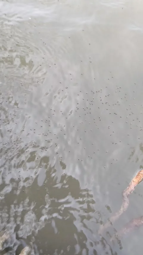 Water striders gliding on murky pond water Stock Footage 342754473