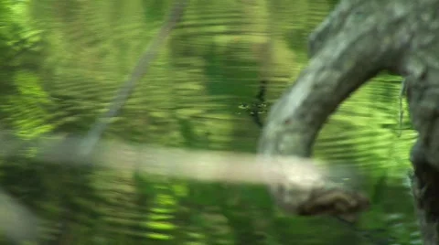 Water Striders on Green Stream Stockbeeldmateriaal 106552