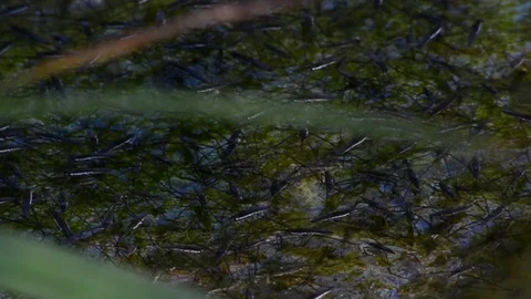 Water striders on a lake Stock Footage 126986791