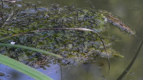 Water striders on a lake Stock Footage 126986865