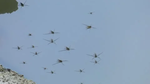 Water striders move on the blue surface of the water Stock Footage 158491903