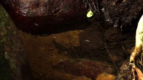 Water Striders Moving Across Calm Tropical Forest Pool Stock-Footage 340377044
