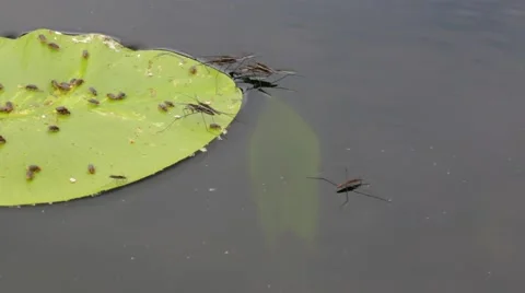 Water striders moving using surface tension around a water lily Stock Footage 52321400