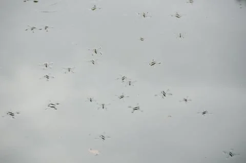 Water striders Foto stock