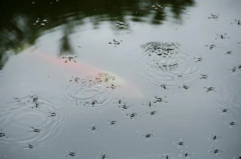 Water striders Stock Photos