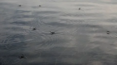 Water Striders on a pond. Stock Footage 10609774