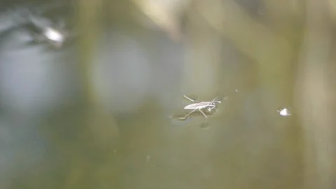 Water striders on a pond Stock Footage 86740376