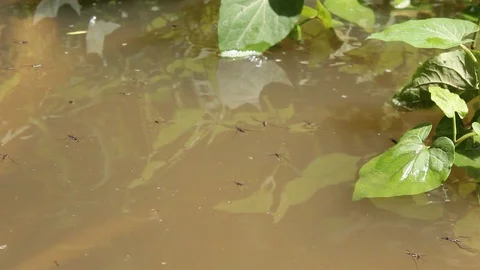 Water Striders Ride Currents Of Streams Stock Footage 106675235