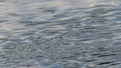 Water striders on rippling river surface Stock Footage 316164509