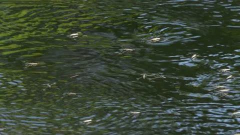 Water striders on the river Stock Footage 219067957