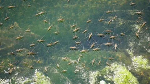 Water Striders on River Surface Stock Photos