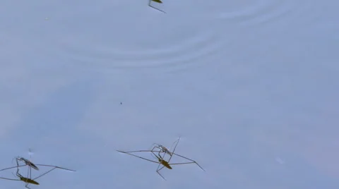Water Striders Running on Lake Surface - Insects on Water Closeup Stock Footage 64284843