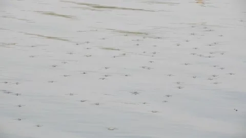 Water Striders Running On Lake Surface Stock Footage 247240596