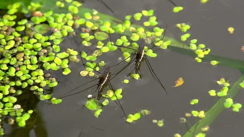 Water striders sitting on the surface of the pond surrounded by Duckweeds. Stock Footage 105523548
