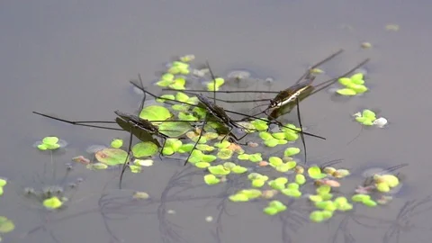 Water striders sitting on the surface of the pond surrounded by Lemna. Stock Footage 105523881
