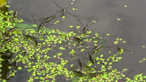 Water striders sitting on the surface of the pond surrounded by Lemna. Vidéo 105531478
