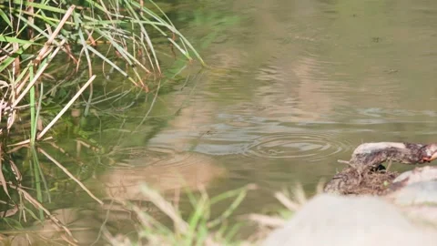 Water striders skating on calm river surface Stock Footage 329021529