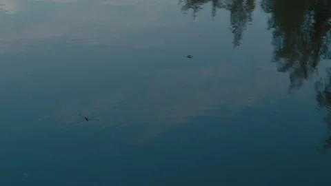 Water Striders on the surface of a Lake Stock Footage 194322732