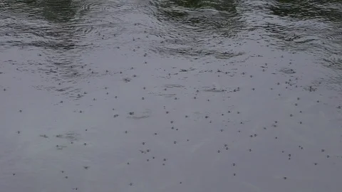 Water striders on the surface of a pond. 4K Stock Footage 112303103