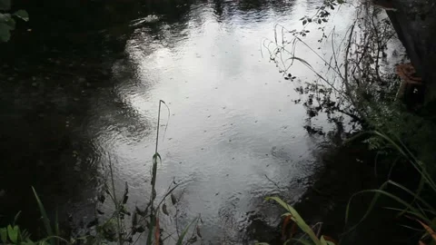 Water striders swimming on the surface of the river Stock Footage 239913043