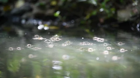 Water striders walking on a water surface Stock Footage 122203934