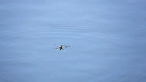Water striders on the water surface, Bedbug - water strider. slow motion Stock Footage 144812995