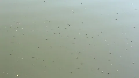 Water strips on the surface of the water. Stock-Footage 129871732