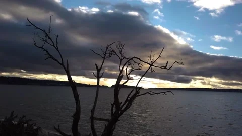 Water at Sunset DEAD TREE Stock Footage 196476311