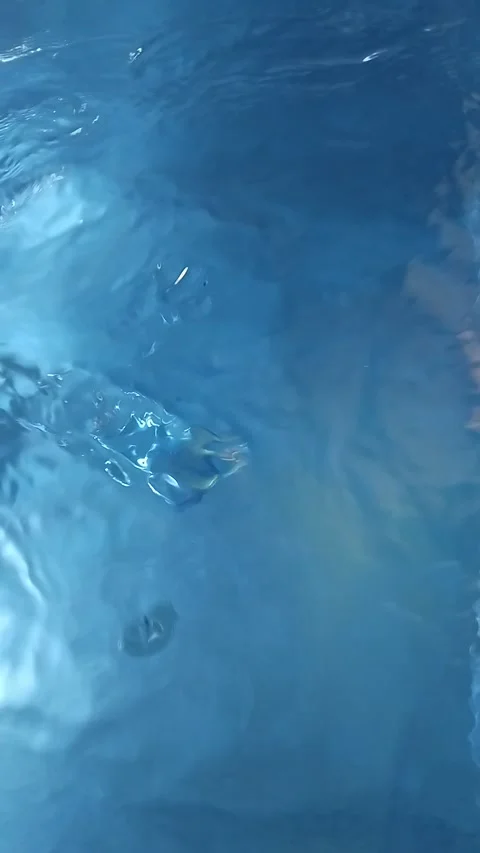 Water surface from above. Transparent blue water surface from above in the pool Stock-Footage 329938430