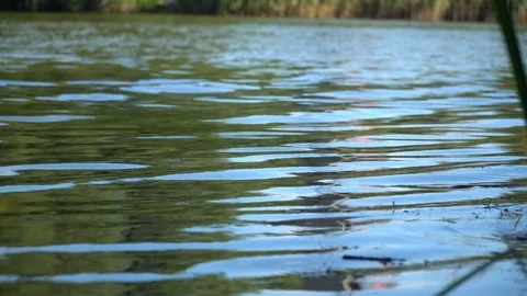 Water surface and tree reflection in water, idyllic waves Stock Footage 93524012