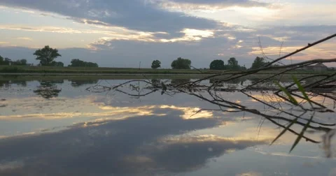 Water Surface with Broken Branches Closeup Stock Footage 50664581