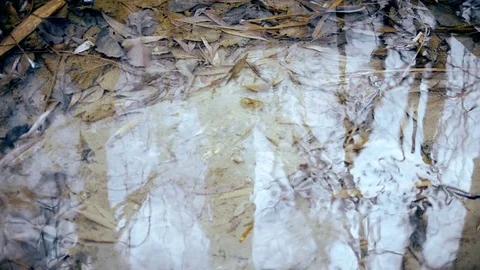 Water surface in a brook with reflections of leafless tree trunks and branches Stock Footage 74549275