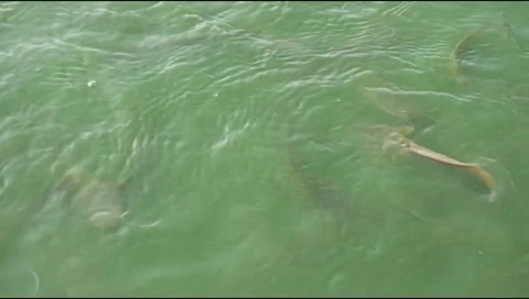 Water surface of catfish pond Stock Footage 310639541