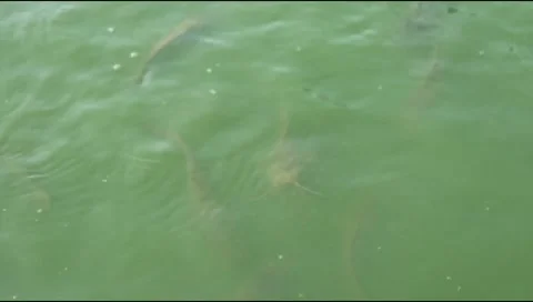 Water surface of catfish pond Stock Footage 310639549