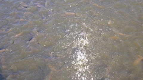 Water surface of catfish pond Stock Footage 310639581