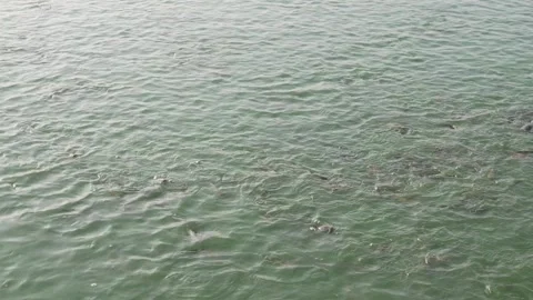 Water surface of catfish pond Stock Footage 310639585