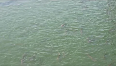 Water surface of catfish pond Stock Footage 310639668