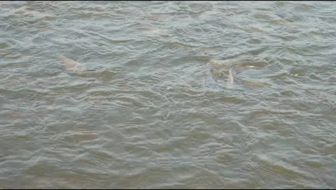 Water surface of catfish pond Stock Footage 310639672