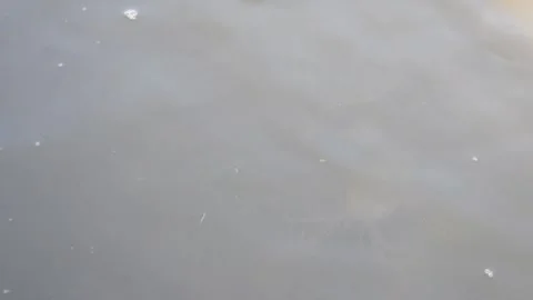 Water surface of catfish pond Stock Footage 310639694