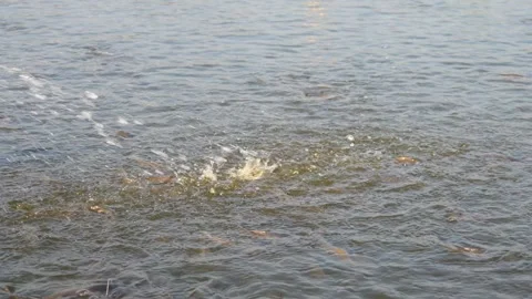 Water surface of catfish pond Stock Footage 310639698
